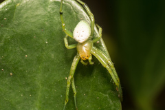 Aoaraneus pentagrammicus