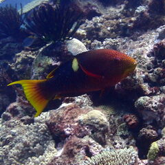 Bodianus perditio