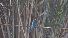 Alcedo atthis bengalensis