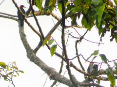 Melanerpes pucherani