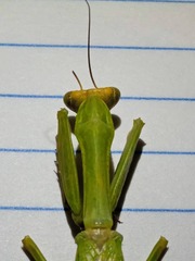 Stagmatoptera diana