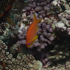 Pseudanthias squamipinnis