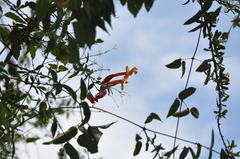 Dolichandra cynanchoides