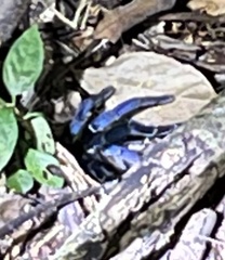 Ornithoctoninae