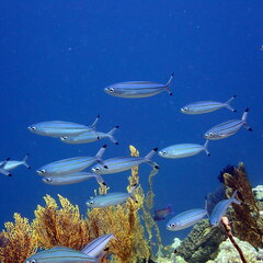 Pterocaesio digramma