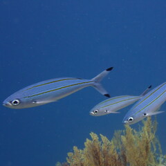 Pterocaesio digramma