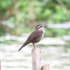 Cinclodes patagonicus