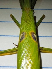 Stagmatoptera diana