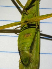 Stagmatoptera diana