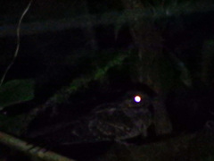 Nyctidromus albicollis