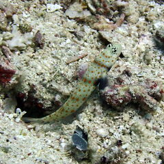 Amblyeleotris guttata