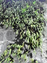 Pyrrosia confluens