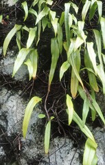 Pyrrosia confluens