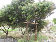 Escallonia angustifolia