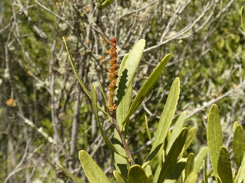 Image of Colliguaja Dombeyana (Colliguaja dombeyana) by no rights reserved