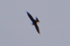 Streptoprocne zonaris