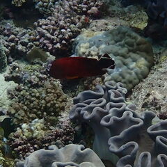 Cephalopholis urodeta