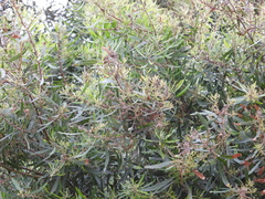 Escallonia angustifolia