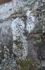 Arthonia radiata