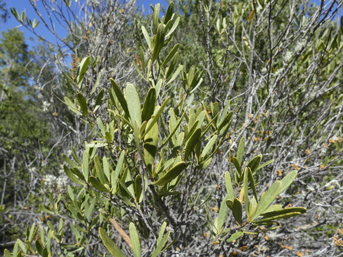 Image of Colliguaja Dombeyana (Colliguaja dombeyana) by no rights reserved