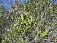 Colliguaja integerrima