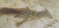 Procambarus versutus
