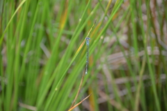 Austrolestes colensonis