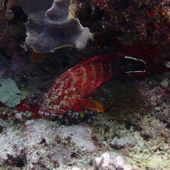 Cephalopholis urodeta