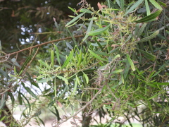 Escallonia angustifolia