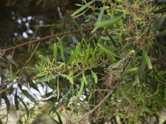 Escallonia angustifolia