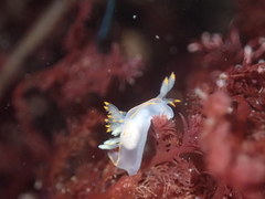 Ancula gibbosa