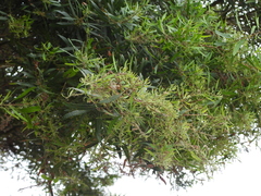 Escallonia angustifolia
