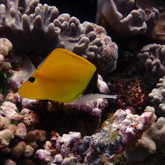 Forcipiger flavissimus