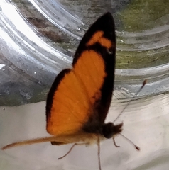 Tegosa