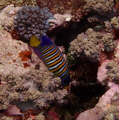 Pygoplites diacanthus