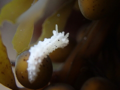 Aegires albopunctatus