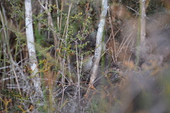 Poodytes punctatus punctatus