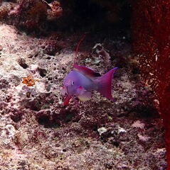 Pseudanthias squamipinnis