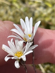 Celmisia gracilenta