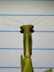 Parastagmatoptera unipunctata
