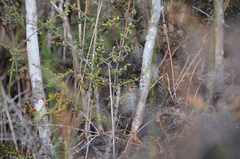 Poodytes punctatus punctatus