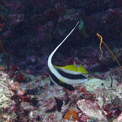 Heniochus acuminatus