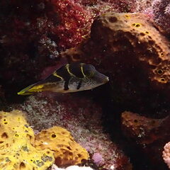 Paraluteres prionurus