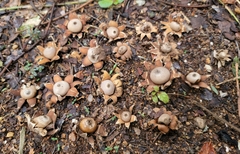 Geastrum