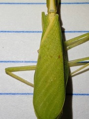Parastagmatoptera unipunctata