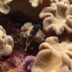 Paraluteres prionurus