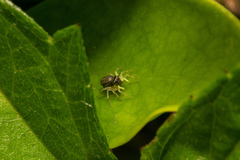 Phintella bifurcilinea