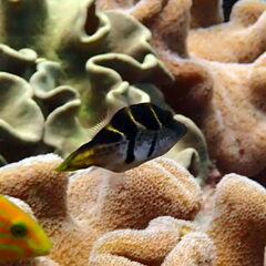 Paraluteres prionurus