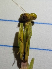 Parastagmatoptera unipunctata