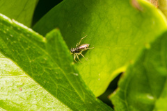 Phintella bifurcilinea